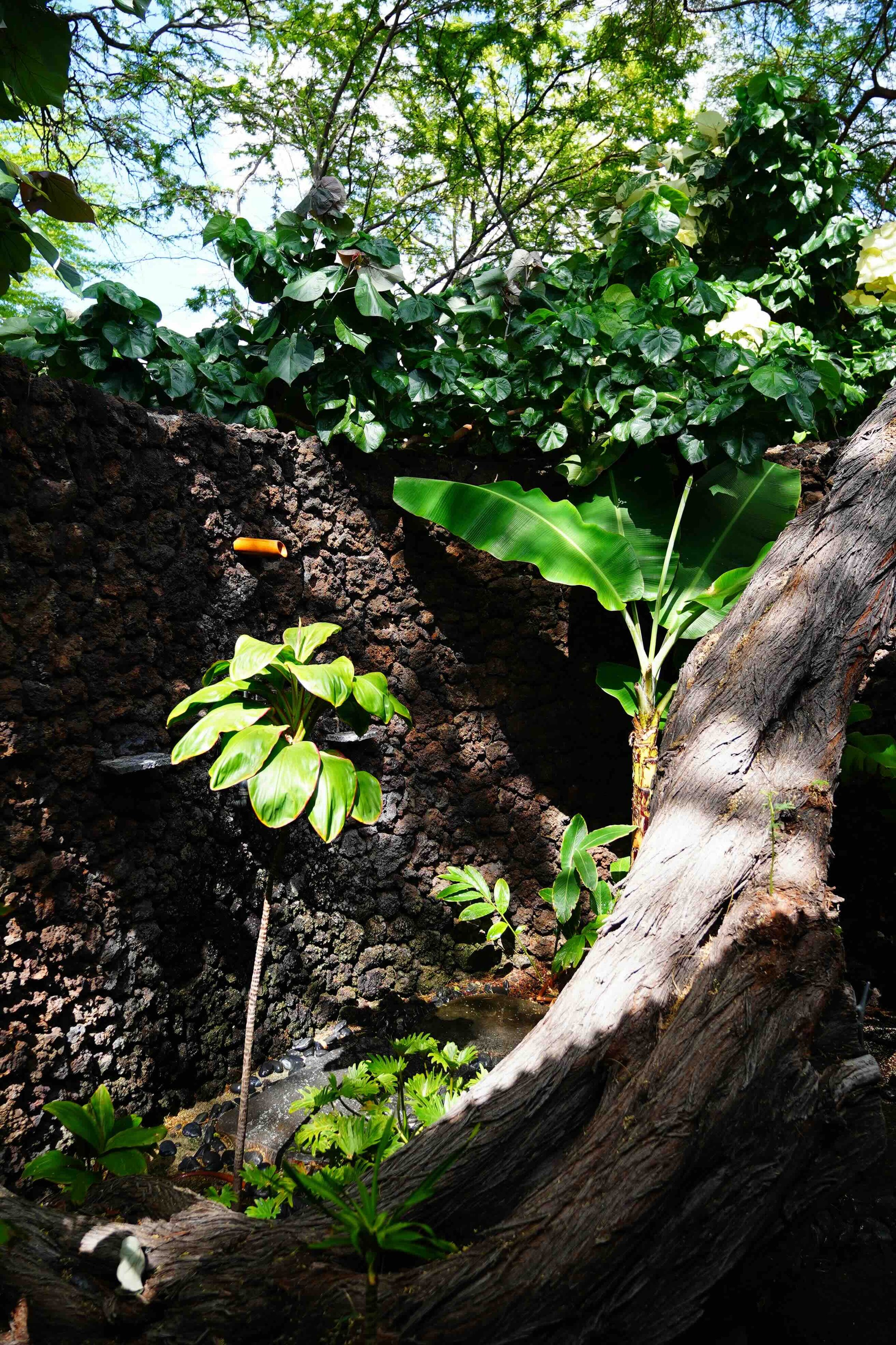 Lush shower garden against a natural lava rock wall